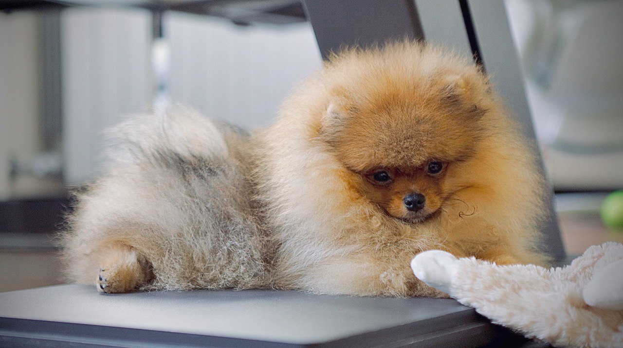 Pomeranian Spitz